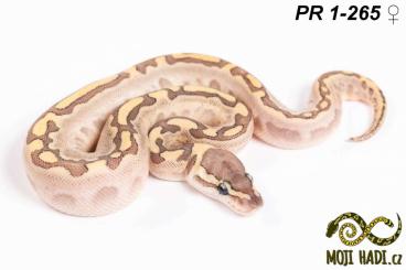 Königspythons kaufen und verkaufen Foto: Python regius - Königspythons - Ball python - 2024