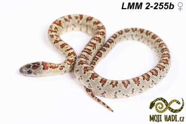 Schlangen kaufen und verkaufen Foto: Lampropeltis mexicana mexicana (Granit linie) for Hamm