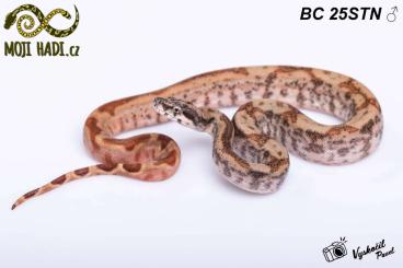 Snakes kaufen und verkaufen Photo: Boa constrictor Albino T+ nicaragua Motlay Salmon