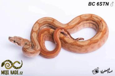 Boas kaufen und verkaufen Photo: Boa constrictor Albino T+ nicaragua Motlay Salmon