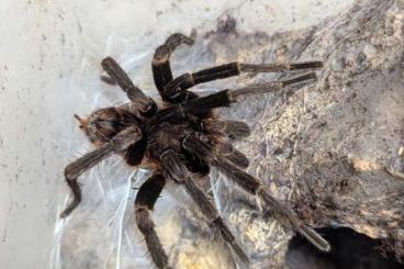 Spinnen und Skorpione kaufen und verkaufen Foto: Haploclastus kayi & Urupelma sp mishana for Hamm