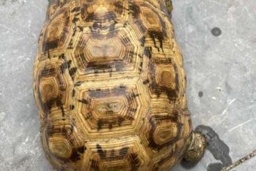 Turtles and Tortoises kaufen und verkaufen Photo: Kinixys belliana Zuchtweibchen (breeding female) ltc 2019