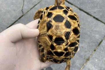 Schildkröten  kaufen und verkaufen Foto: 0,1 Platynota (junge Frau /young female)