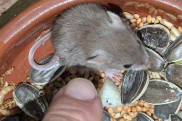 Exotische Säuger kaufen und verkaufen Foto: Verona Reptiles Paromyscus ssp Exotische Säuger kaufen und verkaufen Foto: Verona Reptiles Paromyscus ssp