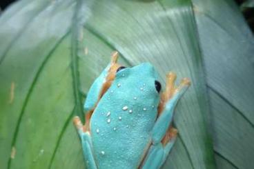 frogs kaufen und verkaufen Photo: 0.0.x Agalychnis Moreletii CB 01/24 HANNOVER 3.11