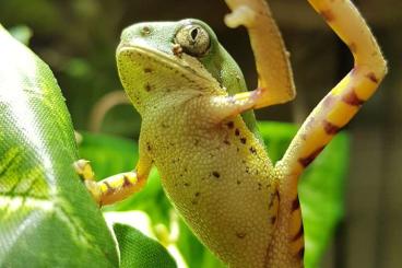 Frösche  kaufen und verkaufen Foto: 0.0.X Pithecopus Hypochondrialis 