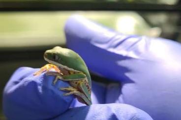 frogs kaufen und verkaufen Photo: BREMEN 29.9 0.0.5 Pithecopus Hypochondrialis 