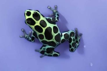 frogs kaufen und verkaufen Photo: Ranitomeya Variabilis Southern Giant HANNOVER 3.11