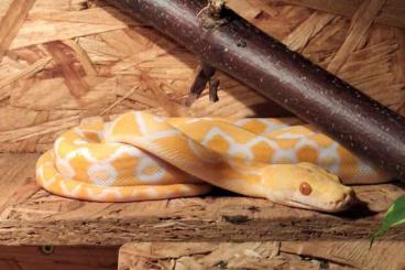 Pythons kaufen und verkaufen Foto: 2.0 Retic abzugeben Sunfire Albino