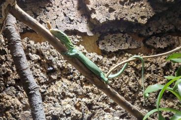 Monitor lizards kaufen und verkaufen Photo: Varanus prasinus 0.0.1 ENZ 05/23