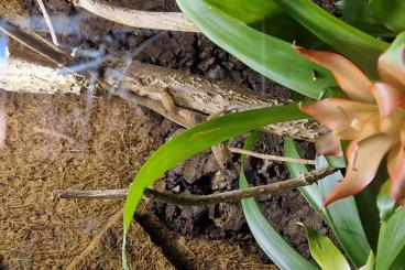 other lizards kaufen und verkaufen Photo: Anolis marmoratus marmoratus 0.2 NZ 2023
