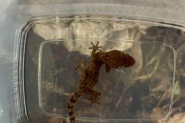 Geckos kaufen und verkaufen Foto: Biete verschiedene Geckos