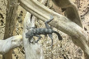 Geckos kaufen und verkaufen Foto: Pristurus carteri Masirah Island