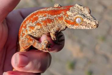 Geckos kaufen und verkaufen Photo: Diverse Rhacodactylus Auriculatus (Höckerkopfgeckos) Geckos kaufen und verkaufen Photo: Diverse Rhacodactylus Auriculatus (Höckerkopfgeckos)