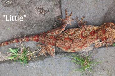 Geckos kaufen und verkaufen Photo: Mehrere Rhacodactylus Auriculatus (Höckerkopfgeckos) u.a. für HAMM