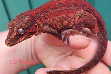 Geckos kaufen und verkaufen Foto: Diverse Rhacodactylus Auriculatus (Höckerkopfgeckos) 