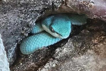 Venomous snakes kaufen und verkaufen Photo: Trimeresurus insularis '24