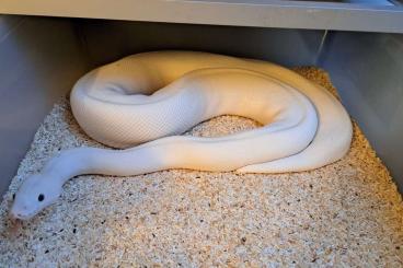 Königspythons kaufen und verkaufen Foto: 0.1 P. regius, Blue Eyed Lucy CB'18 proven breeder