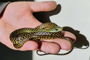 Snakes kaufen und verkaufen Photo: Thrasops occidentalis, Bothriechis nigroviridis 