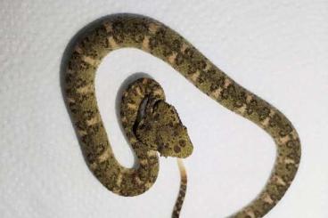Venomous snakes kaufen und verkaufen Photo: 1.3 CB24 Bothriechis (schlegelii) nigroadspersus Venomous snakes kaufen und verkaufen Photo: 1.3 CB24 Bothriechis (schlegelii) nigroadspersus