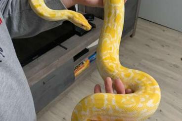 Snakes kaufen und verkaufen Photo: Verkaufe Dwarf Albino Tigerpython 