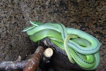 Snakes kaufen und verkaufen Photo: Philodryas baroni Nachzuchten von 2024.