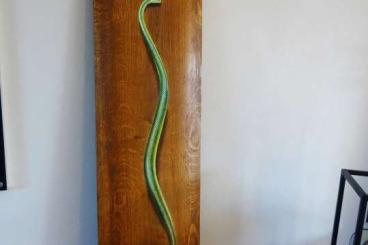 Snakes kaufen und verkaufen Photo: Schlangenkunstwerk Wandskulptur  Ikundalini 1998