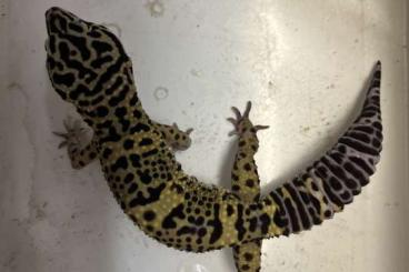 Geckos kaufen und verkaufen Photo: Leopardgecko  Super Giant Verpaarung