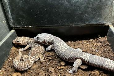 Geckos kaufen und verkaufen Photo: Eublepharis fuscus, Westindischer Leopardgecko 