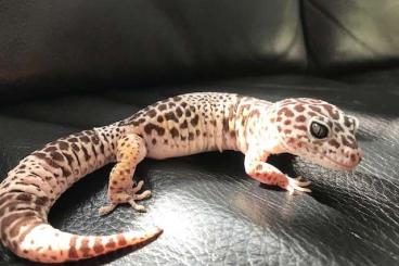 Geckos kaufen und verkaufen Foto: Eublepharis fuscus, Westindischer Leopardgecko 