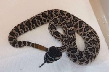 Venomous snakes kaufen und verkaufen Photo: Crotalus oreganus helleri CB 24