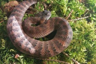 Venomous snakes kaufen und verkaufen Photo: Acanthophis Laevis (Molukken)