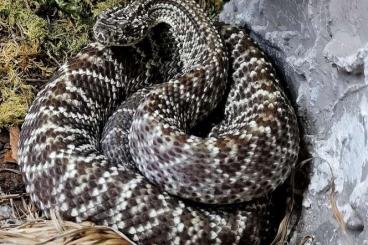 Giftschlangen kaufen und verkaufen Foto: Crotalus oreganus helleri 