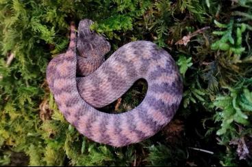 Venomous snakes kaufen und verkaufen Photo: Acanthophis Laevis (Molukken)