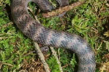 Giftschlangen kaufen und verkaufen Foto: Acanthophis Laevis (Molukken)