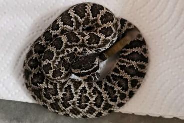 Giftschlangen kaufen und verkaufen Foto: Crotalus pifanorum CB 23 