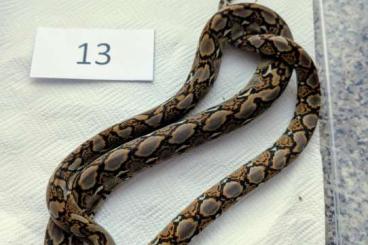 Pythons kaufen und verkaufen Foto: Python reticulatus (Netzpython)