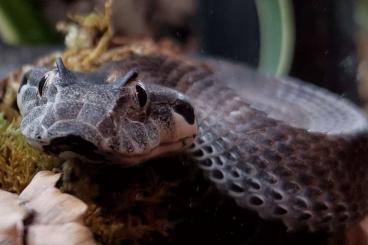 Giftschlangen kaufen und verkaufen Foto: Crotalus oreganus helleri 