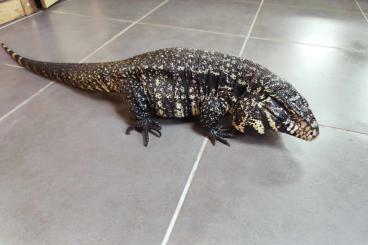 Echsen  kaufen und verkaufen Foto: Tupinambis merianae pair for sale