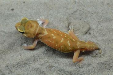 Geckos kaufen und verkaufen Photo: Knopfschwanzgecko Nephrurus