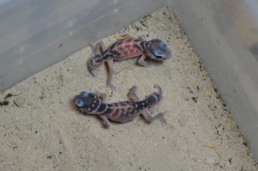 Geckos kaufen und verkaufen Photo: Nephrurus levis levis Knopfschwanzgecko