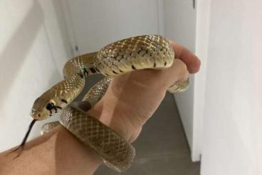 Schlangen kaufen und verkaufen Foto: Snakes for sale during Snakeday Houten