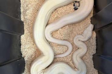 Boas kaufen und verkaufen Foto: 1.0 Sharp Snowglow - breeder 