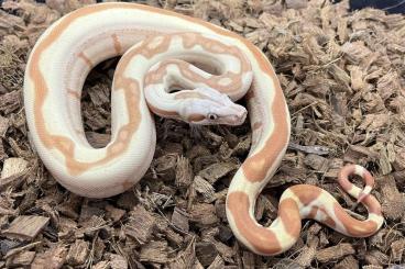 Boas kaufen und verkaufen Foto: 0,1 VPI Sunglow Jungle het. Anery 1 and 0.1 VPI Jungle het. Anery 1 