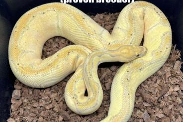 Ball Pythons kaufen und verkaufen Photo: 1.0 breeder Coral Glow Blade Blaze Clown