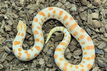 Colubrids kaufen und verkaufen Photo: 0.1 redline Albinoconda Hognose -holdback- 