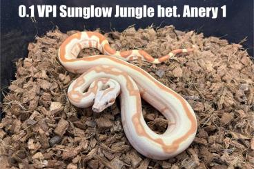 Boas kaufen und verkaufen Photo: 0.1 VPI Jungle (fullstripe) het. Anery1 0.1 VPI Sunglow Jungle 