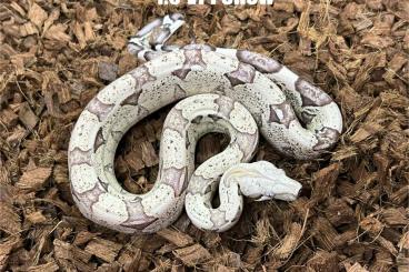 Boas kaufen und verkaufen Photo: Hamm NZ 24 Boa Baby VPI Snow/Keltic Paradigm/Anery 1