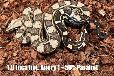 Boas kaufen und verkaufen Foto: Boa Babies 2024 Paradigm/Inca/Jungle %Hamm%