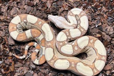 Boas kaufen und verkaufen Foto: TOP! 2024 Boa Babies Hamm VPI Keltic/Jungle het. Anery 1